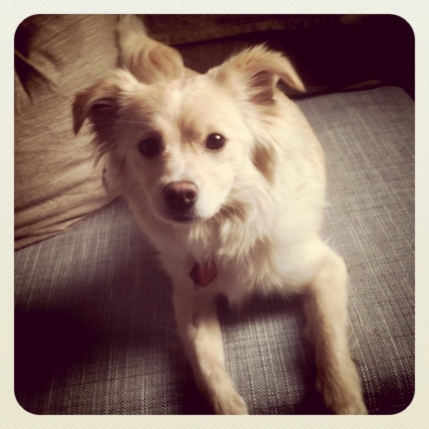 Astor