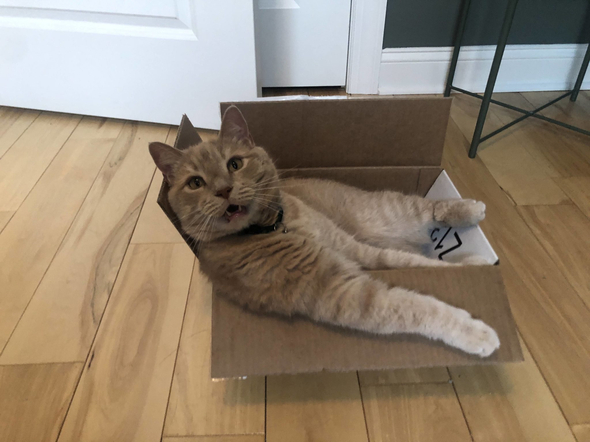 garfield annoyed